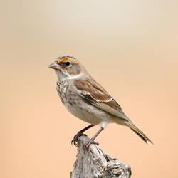 Sparrow