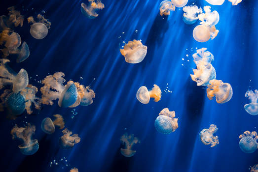 Jellyfish-2