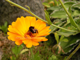 A orange flower