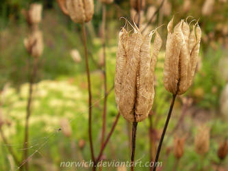 Dead flowers