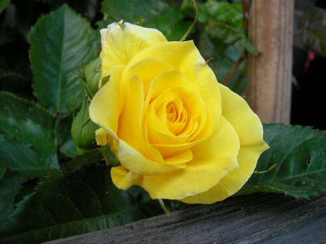 Yellow rose