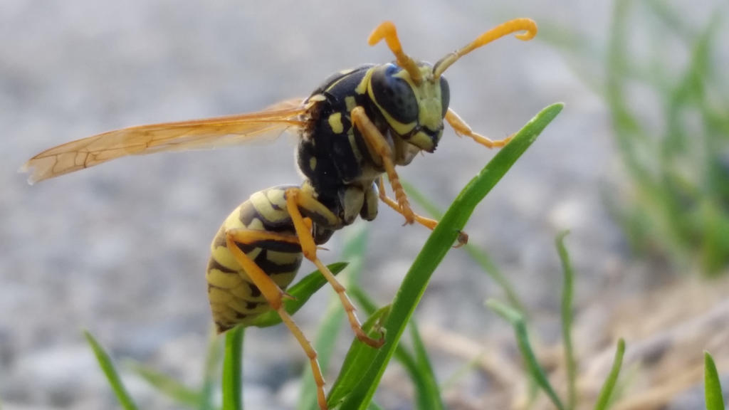 Hornet s1 by Riley262 on DeviantArt