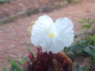 White flower