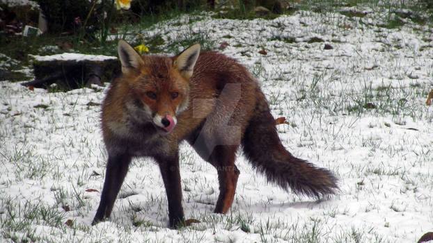 Fox in snow