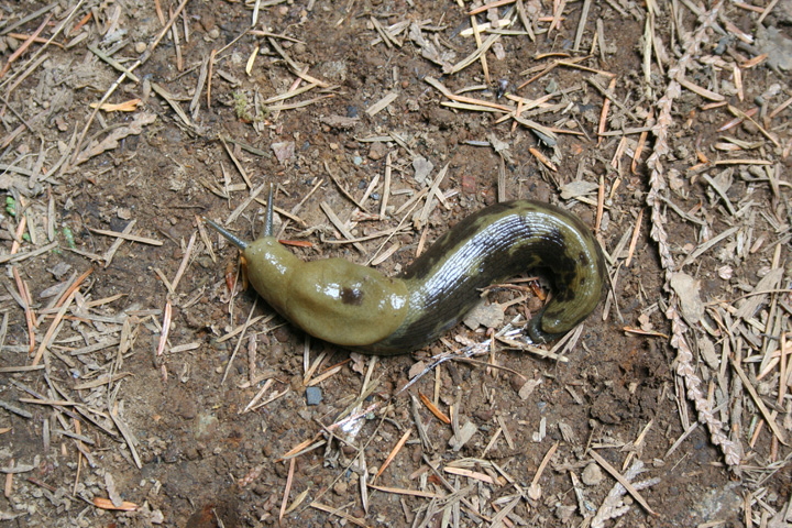 Mr. Banana Slug