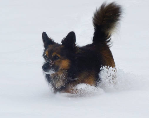 i like run in the snow