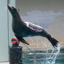 jumping sealion