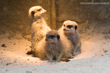 meerkats