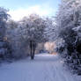 Snowlit Path