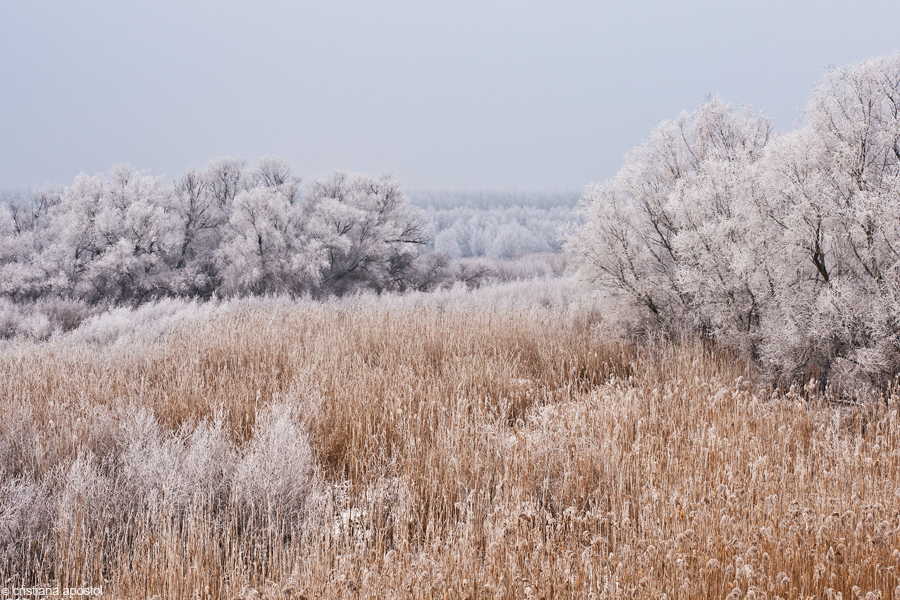 Winter landscape near Braila