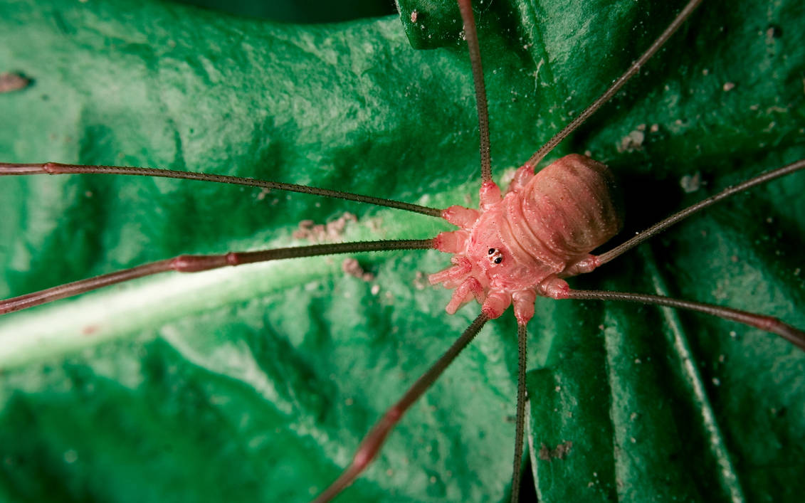 Opiliones Inca Pattern opiliones 1 by blackasmodeus on DeviantArt