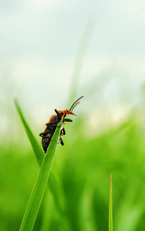 Pyrochroa serraticornis