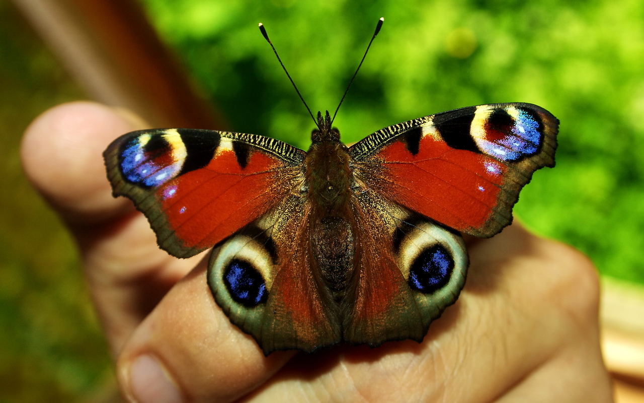 the European Peacock