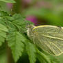 Small Cabbage White