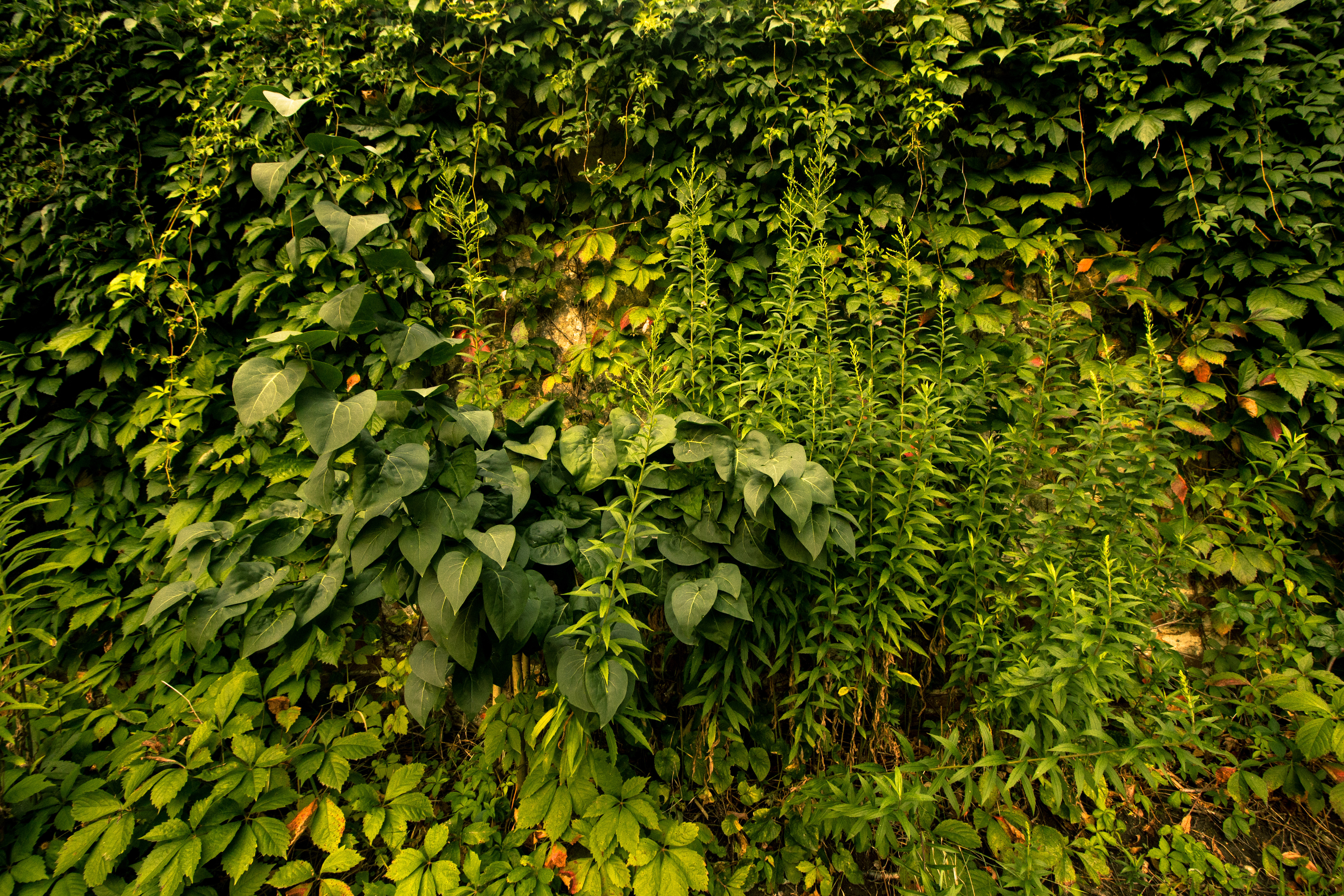 greenery