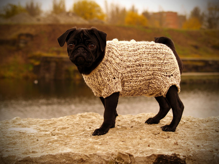 Pug vol.3