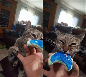 Give me that cookie!