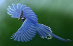 Black-throated Magpie Jay by Phantasmic-Phoenix