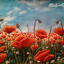 Red Poppies