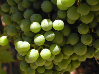 Sauvignon Blanc