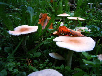 fungi