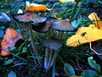 fungi