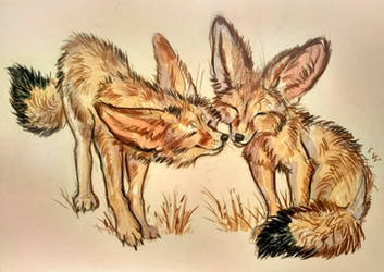 Fennec foxes by FlashW