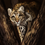 Night guest