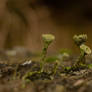 Alien world