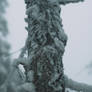 Frost scales