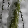 Hair moss