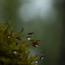 Tiny lenses