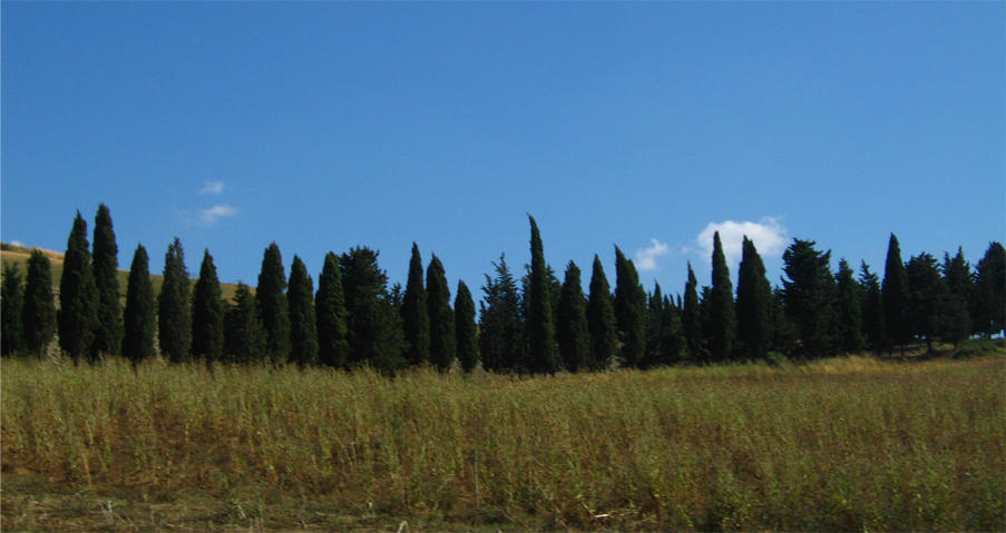 The Pointy Trees of Italy by Bleep123 on DeviantArt