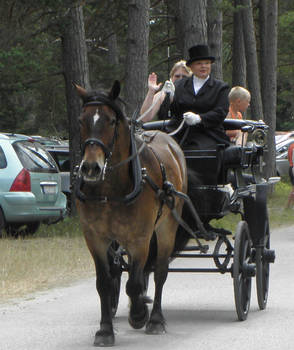 horse and carriage