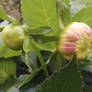 Dahlia Buds