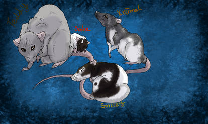 meine 4 Ratten :3