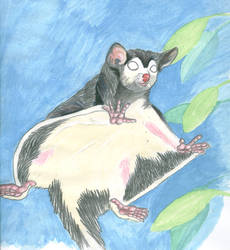 Sugar glider