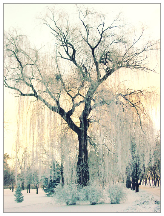 winter willow