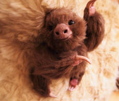 Handmade Poseable Baby Two Toed Sloth