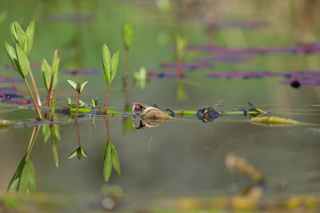 frog n reflection