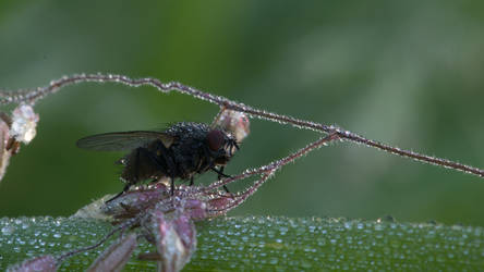fly with waterdrops