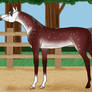 Show Ring Diva