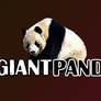 Giant panda