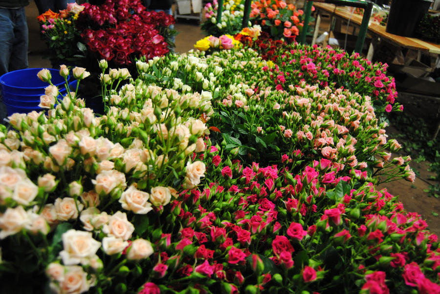 Endless Roses by maryann121 on DeviantArt