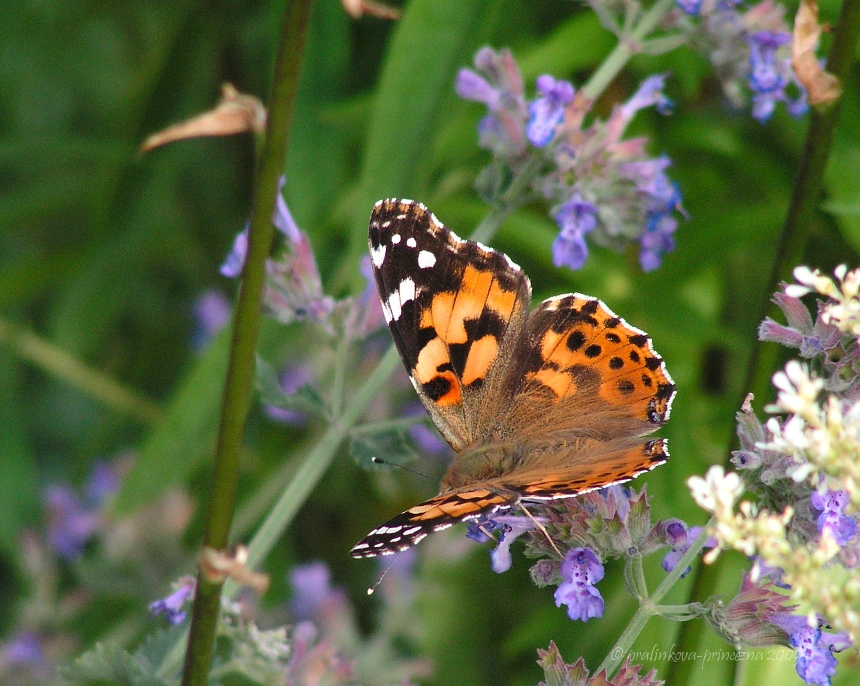 Painted Lady