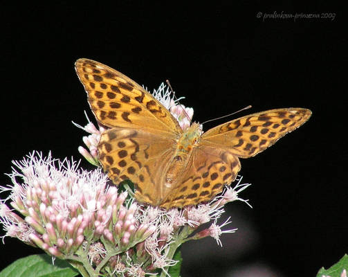 Fritillary