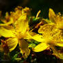 St. John's wort