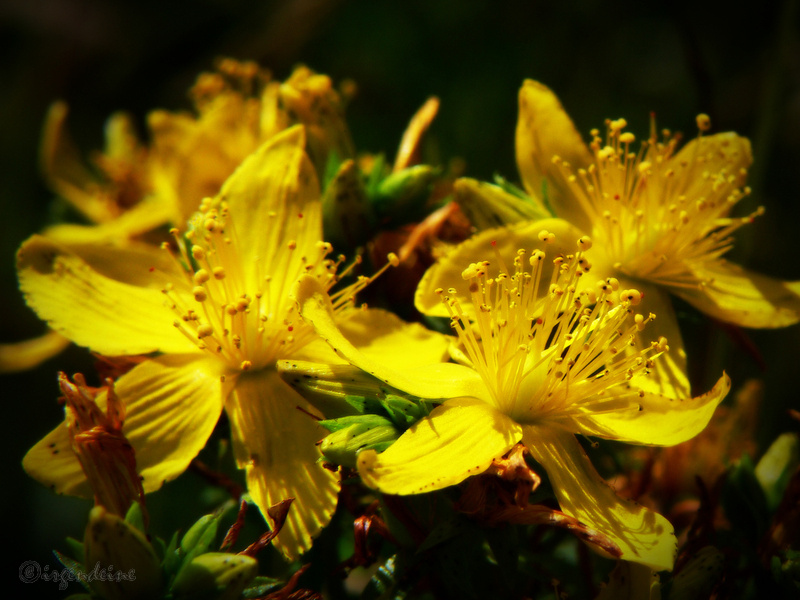 St. John's wort