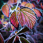 Frosty colours by irgendeine