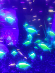 glow fish.